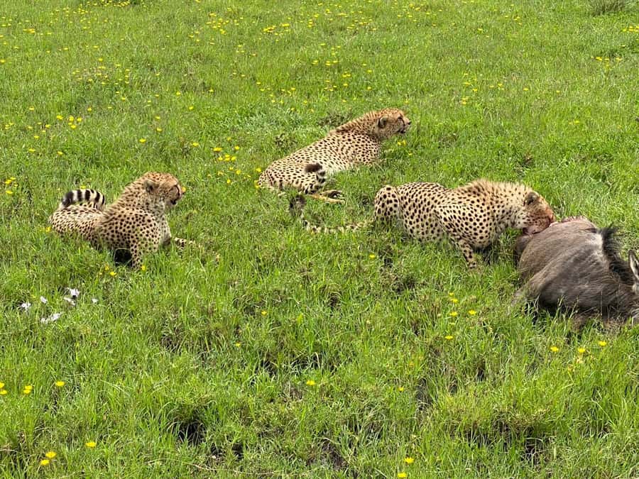 Mombasa: Tsavo East National Park Day Trip with Lunch - Four hours among elephants, lions, and birds