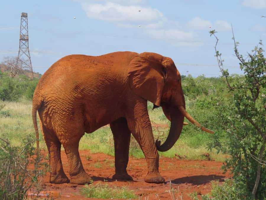 Mombasa: Tsavo East National Park Day Trip with Lunch - What to bring for a dusty park day