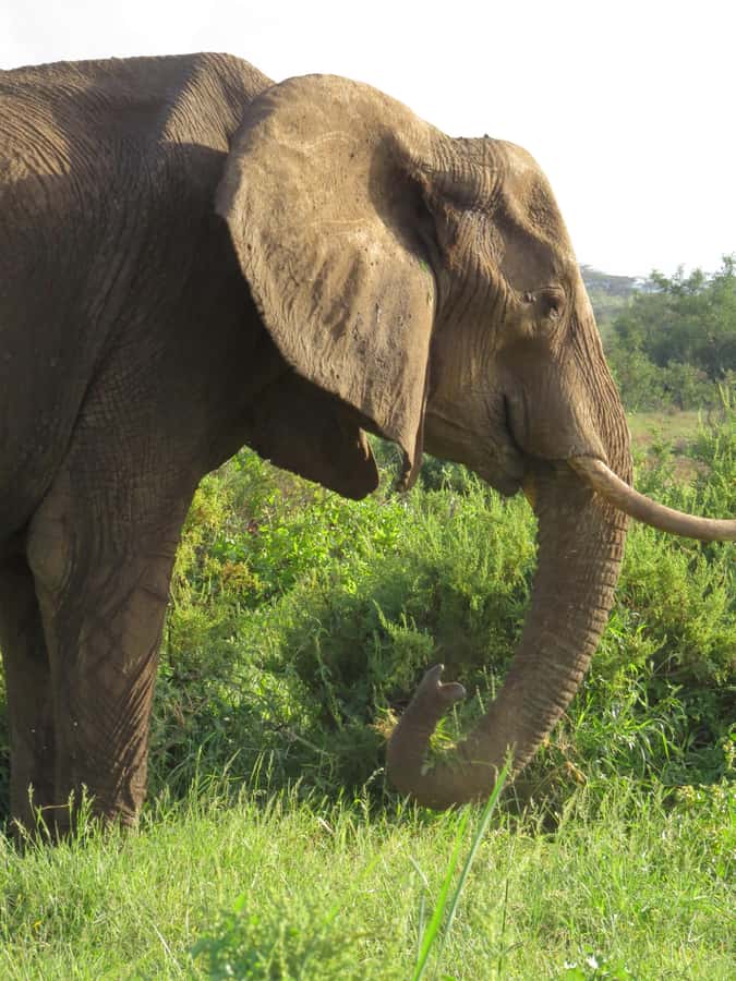 Mombasa: Tsavo East National Park Day Trip with Lunch - Booking advice and cancellation flexibility