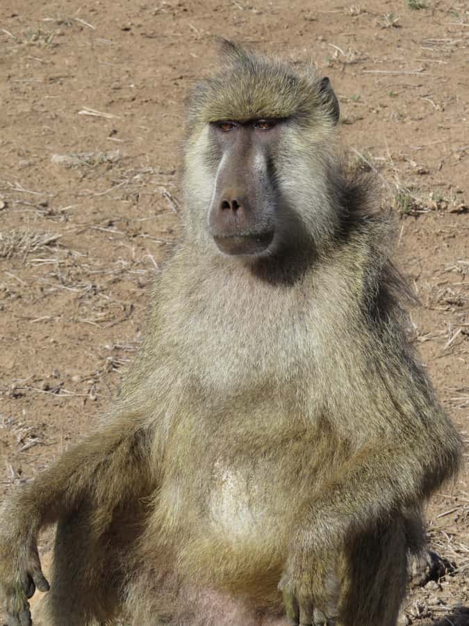 Mombasa: Tsavo East National Park Day Trip with Lunch - From Mombasa or Diani to the park gate