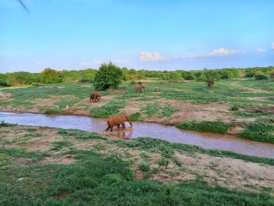 Mombasa: Tsavo East Ngutuni Sanctuary Overnight Safari