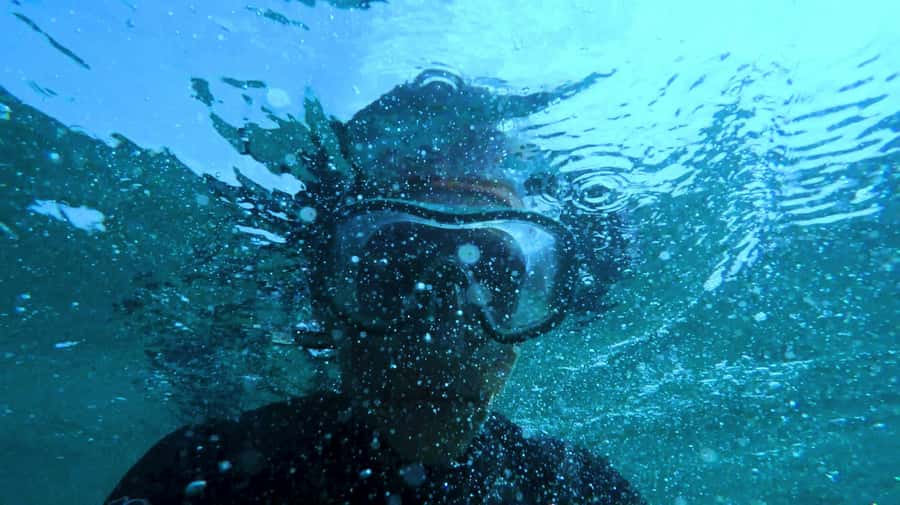Mombasa: Wasini Dolphin Tour - Snorkeling and marine life at the protected park