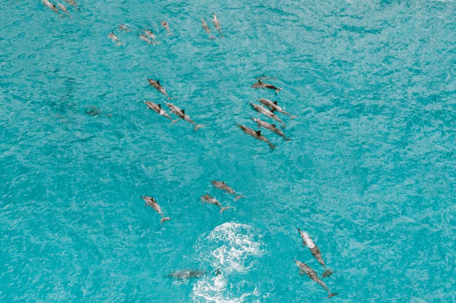Mombasa: Wasini Dolphin Tour - The long return and what the $115 includes
