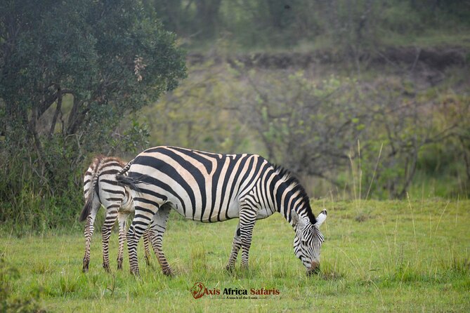 Multi Day Masai Mara Lake Nakuru Park Hellsgate Park Tour - Day 2: A full Masai Mara game-drive day