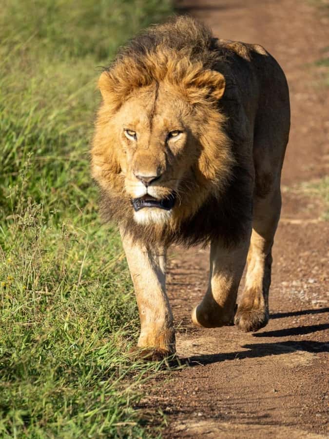 Nairobi: 3-Day Amboseli National Park Shared Safari Package - Why Amboseli Works Well for a Three-Day Safari