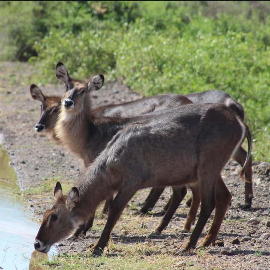 Nairobi: 3-Day Amboseli National Park Shared Safari Package - Day Three: A Short Morning Drive Before Nairobi