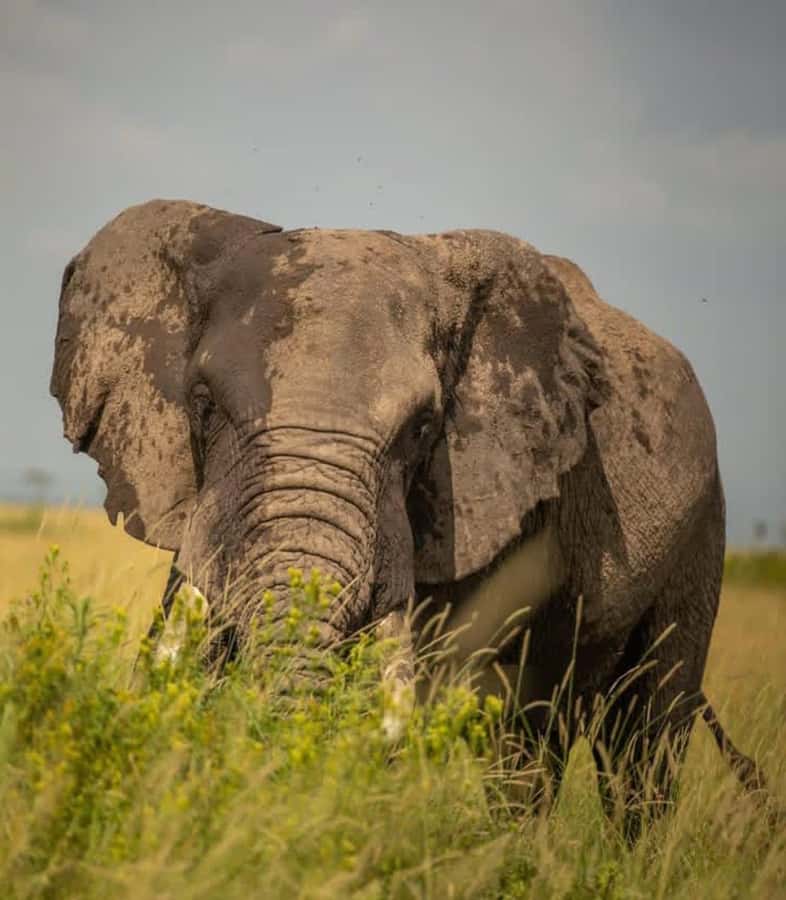 Nairobi: 3-Day Amboseli National Park Shared Safari Package - Day Two: Elephants, Marshes, and Kilimanjaro