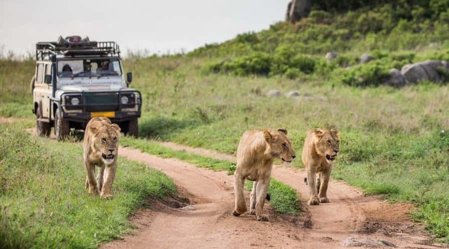 Nairobi: 3-Day Maasai Mara Group Tour with 4X4 Jeep Safari - Camp comfort: beds, showers, and a practical warning