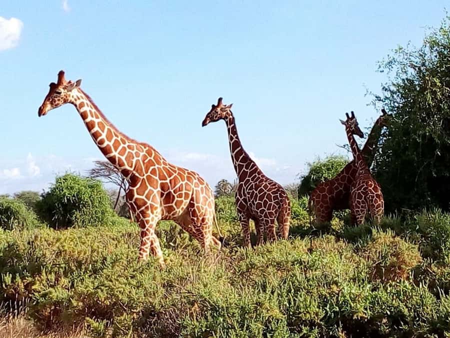 Nairobi: 3-Day Maasai Mara Safari - The transport concern you should not ignore