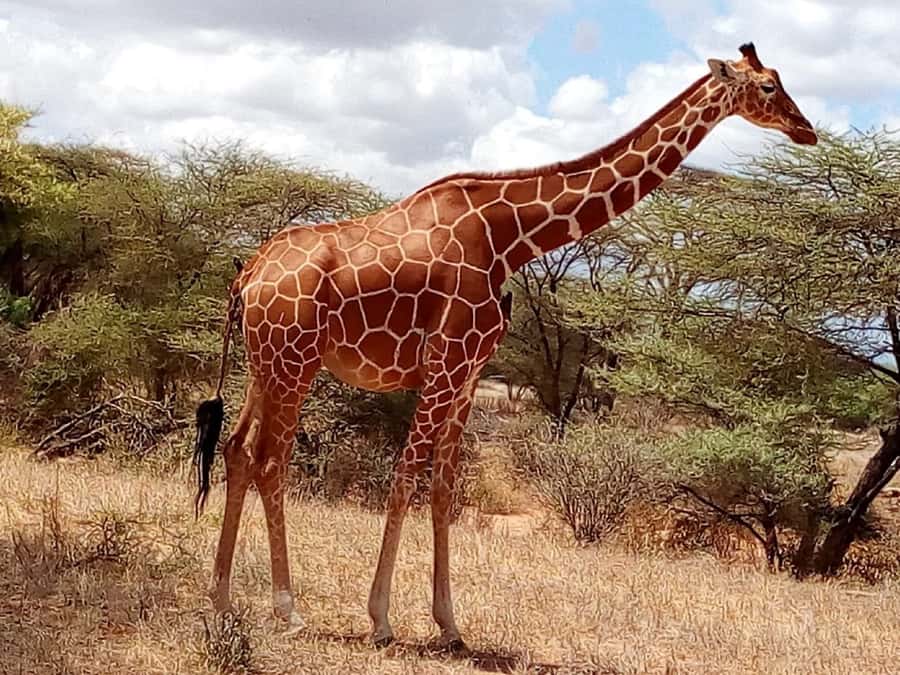 Nairobi: 3-Day Maasai Mara Safari - Should you book the Nairobi Maasai Mara safari?