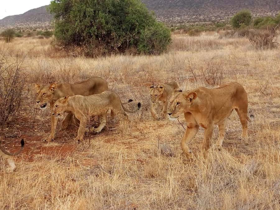 Nairobi: 3-Day Maasai Mara Safari - FAQ