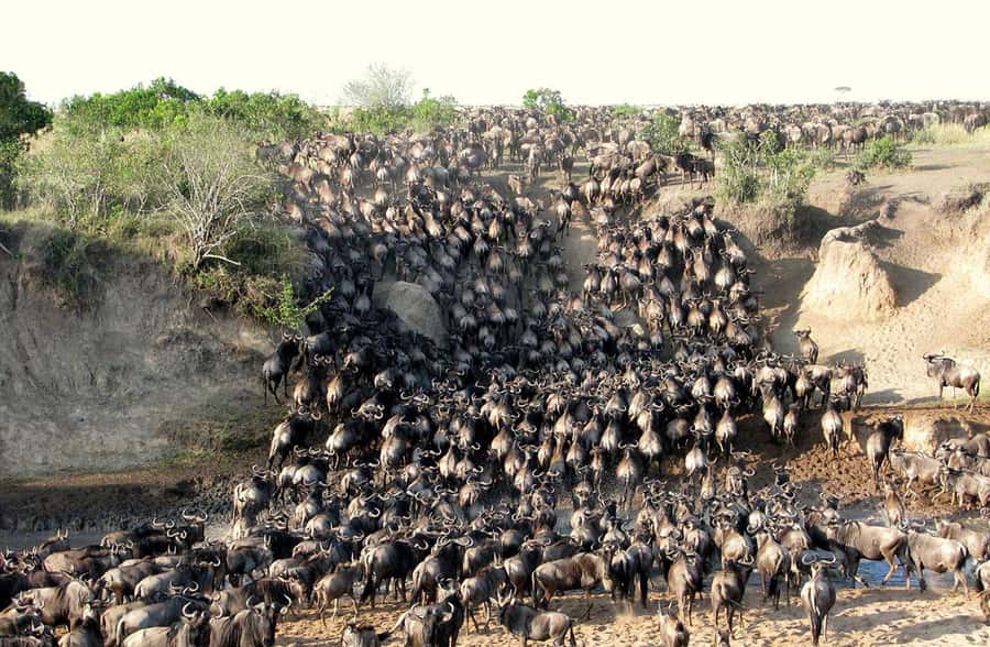 Nairobi: 3-Days 2-Nights Maasai Mara Group Safari in 4x4 - What the $240 tour price really covers