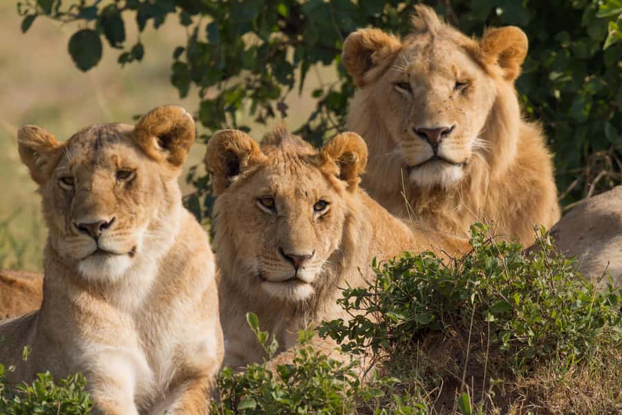 Nairobi: 3-Days 2-Nights Maasai Mara Group Safari in 4x4 - The Mara River and the Great Migration