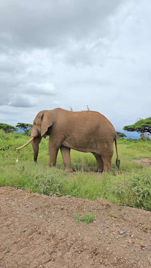 Nairobi: 3-Days 2-Nights Maasai Mara Group Safari in 4x4 - FAQ