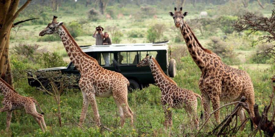 Nairobi: 4-Day Maasai Mara & Lake Nakuru Camping Safari - Transport, comfort, and the small-group setup