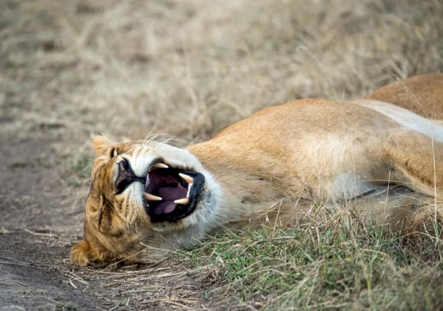 Nairobi: 4 Day Masai Mara and Lake Nakuru Camping Safari - Key points to know before you book