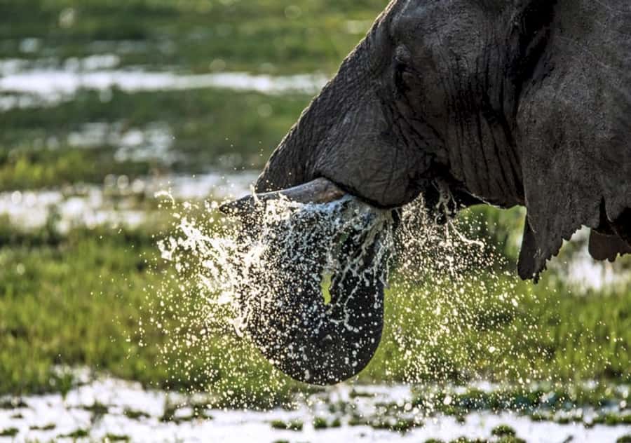 Nairobi: 4 Day Masai Mara and Lake Nakuru Camping Safari - Why the Maasai Mara makes the first impression