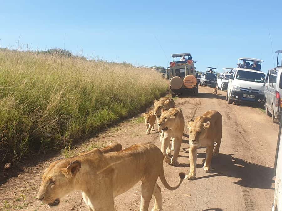Nairobi: 4 Day Masai Mara and Lake Nakuru Camping Safari - From the Mara to Lake Nakuru by way of Naivasha