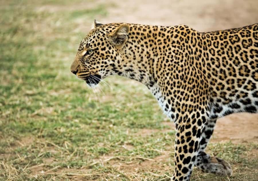 Nairobi: 4 Day Masai Mara and Lake Nakuru Camping Safari - A full day following the Mara wildlife