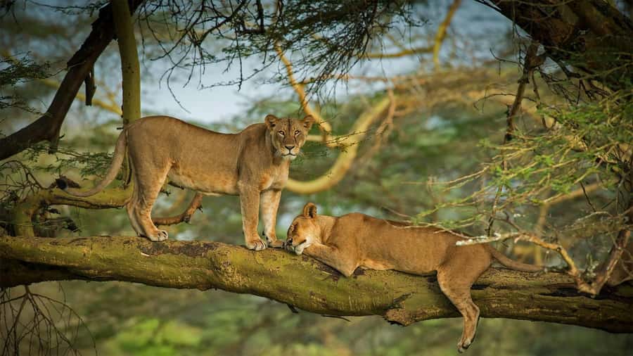 Nairobi: 4 Days Masai Mara & Lake Nakuru 4WD Camping Safari - Day 2: A full day among the Mara’s animals