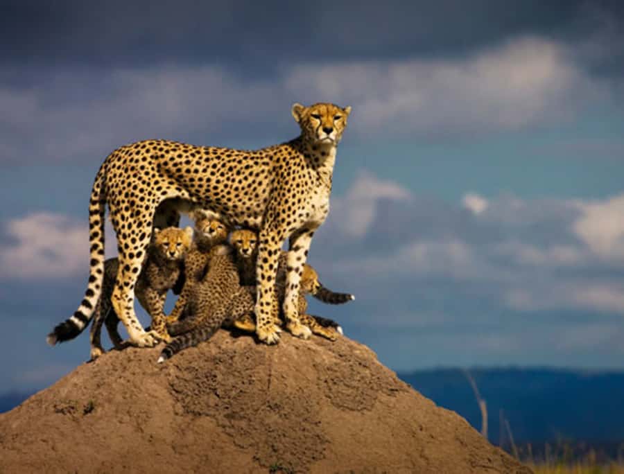 Nairobi: 5 Days Maasai Mara, Nakuru & Naivasha Tour - Day 2: A full Maasai Mara safari and the Mara River