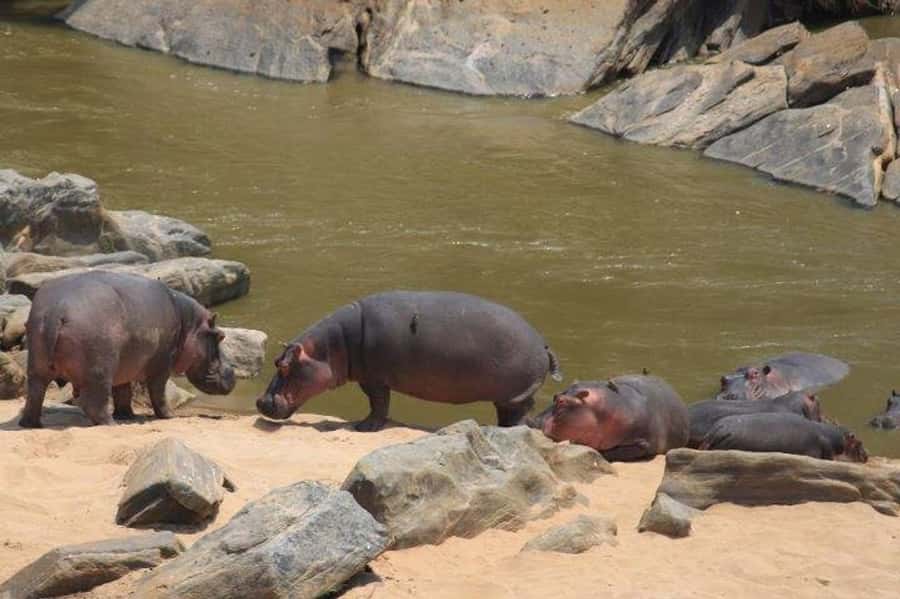 Nairobi: 5 Days Maasai Mara, Nakuru & Naivasha Tour - The safari vehicle, guide, and daily rhythm