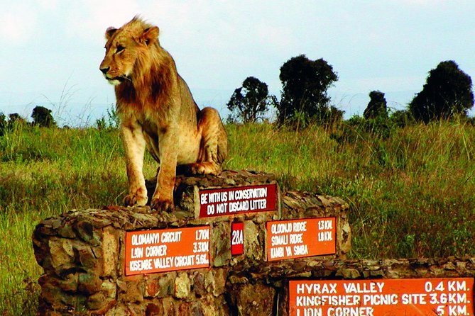 Nairobi Airport Layover Half Day Tour Nairobi National Park - Small groups make the outing easier