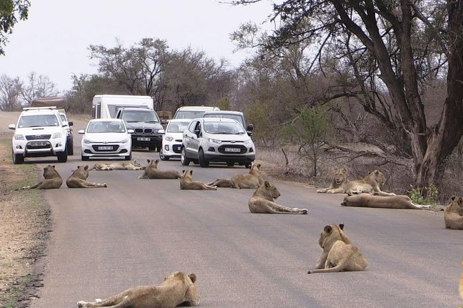 Nairobi Airport Layover Half Day Tour Nairobi National Park - What the $82.14 price really covers