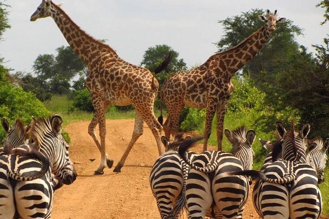 Nairobi Airport Layover Half Day Tour Nairobi National Park - Who should book this safari stop?