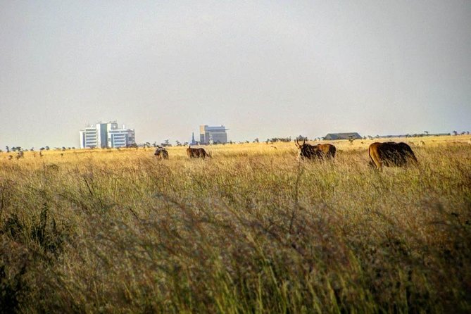 Nairobi Airport Layover Half Day Tour Nairobi National Park - Is Nairobi National Park worth a layover?