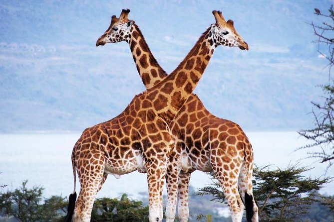 Nairobi Airport Layover Half Day Tour Nairobi National Park - Four hours among Nairobi’s wildlife