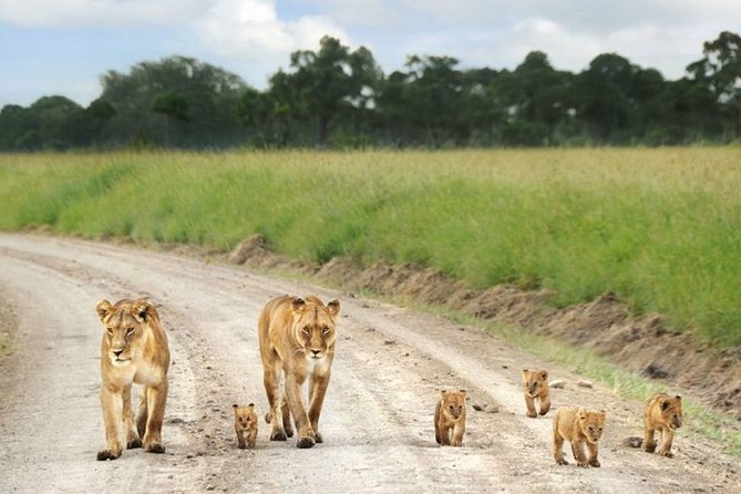 Nairobi Airport Layover Half Day Tour to Nairobi National Park - A real safari without leaving Nairobi