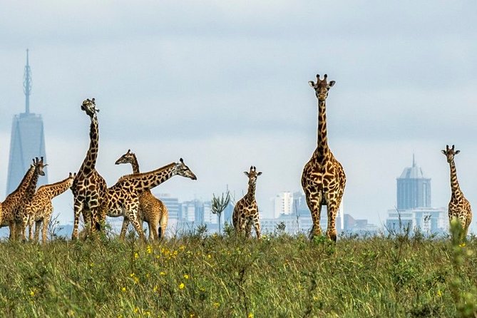 Nairobi Airport Layover Half Day Tour to Nairobi National Park - Animals, birds, and the city skyline