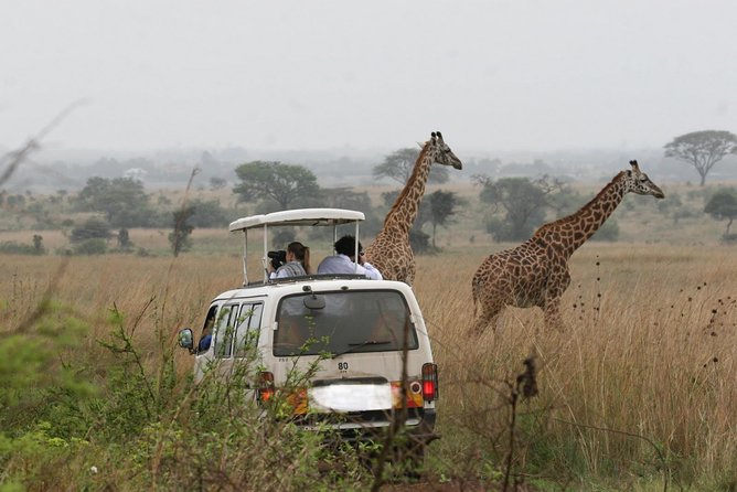 Nairobi Airport Layover Half Day Tour to Nairobi National Park - Hippo pools and the ivory burning site