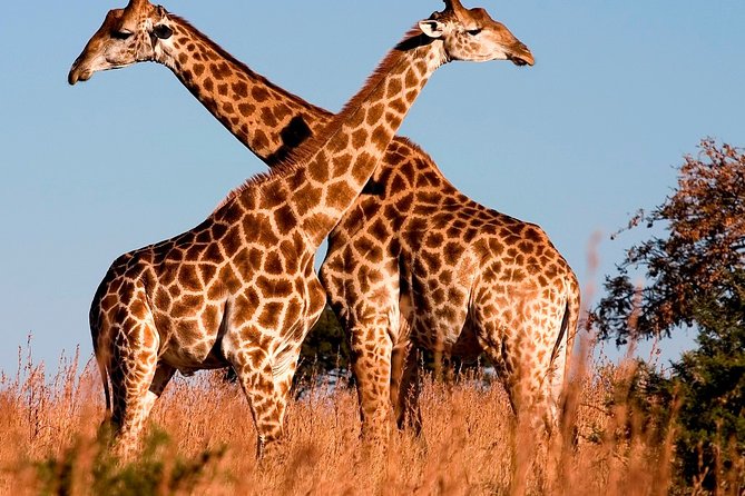 Nairobi Airport Layover Half Day Tour to Nairobi National Park - The $95 price and the real total