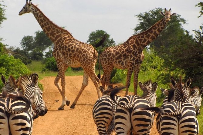 Nairobi Airport Layover Half Day Tour to Nairobi National Park - Practical details that affect your day