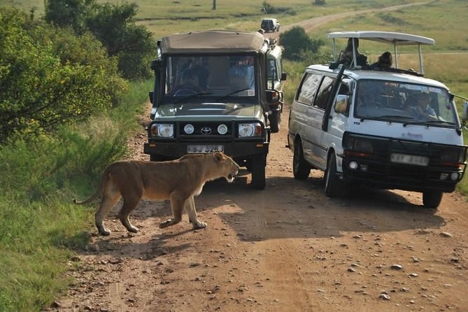 Nairobi Airport Layover Half Day Tour to Nairobi National Park - Four hours inside Nairobi National Park