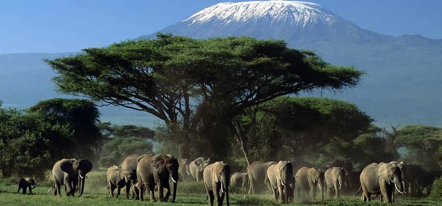 Nairobi: Amboseli National Park Day Trip with Masai Village - Why Amboseli makes a strong day trip from Nairobi