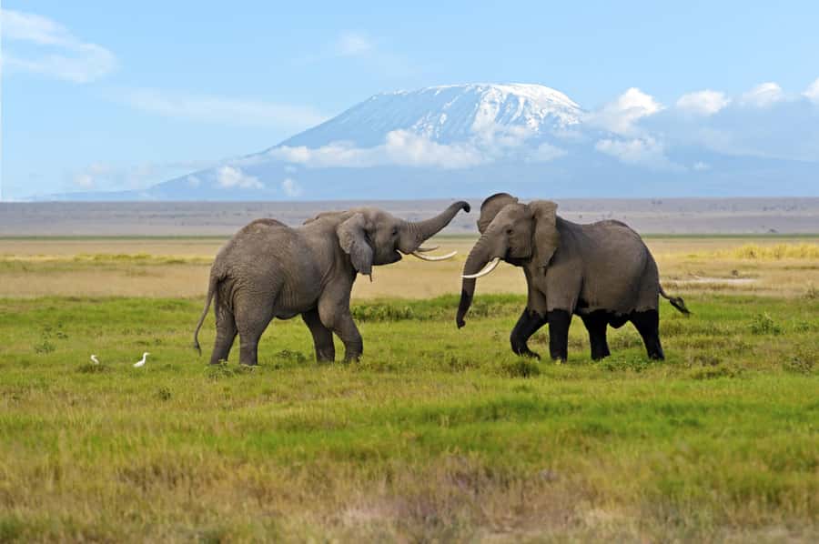 Nairobi: Amboseli National Park Day Trip with Masai Village - Lunch at Oltukai Lodge, or a picnic at Observation Hill