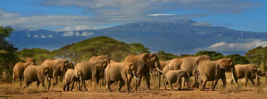 Nairobi: Amboseli National Park Day Trip with Masai Village - The afternoon drive through the marshes