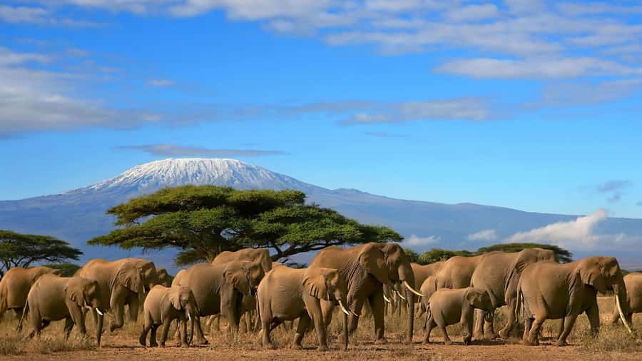Nairobi: Amboseli National Park Day Trip with Masai Village - A Maasai village visit with a cost and a question