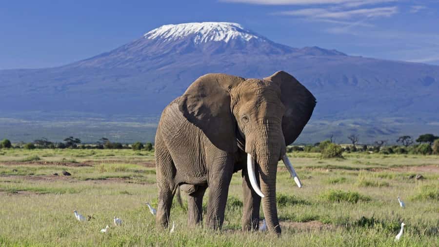 Nairobi: Amboseli National Park Day Trip with Masai Village - What the $190 price really covers