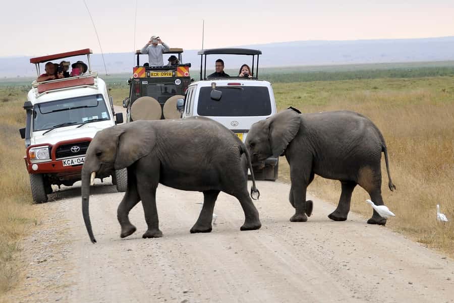 Nairobi: Amboseli National Park Tour & Maasai Village Visit - Why Amboseli makes a strong one-day choice from Nairobi