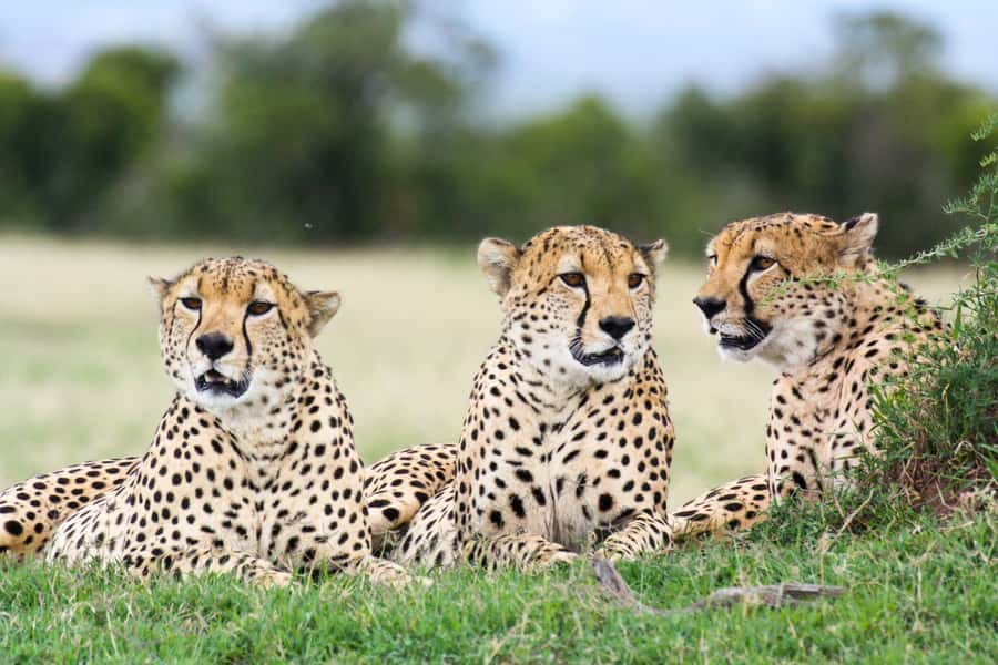 Nairobi: Amboseli National Park Tour & Maasai Village Visit - The afternoon wildlife drive