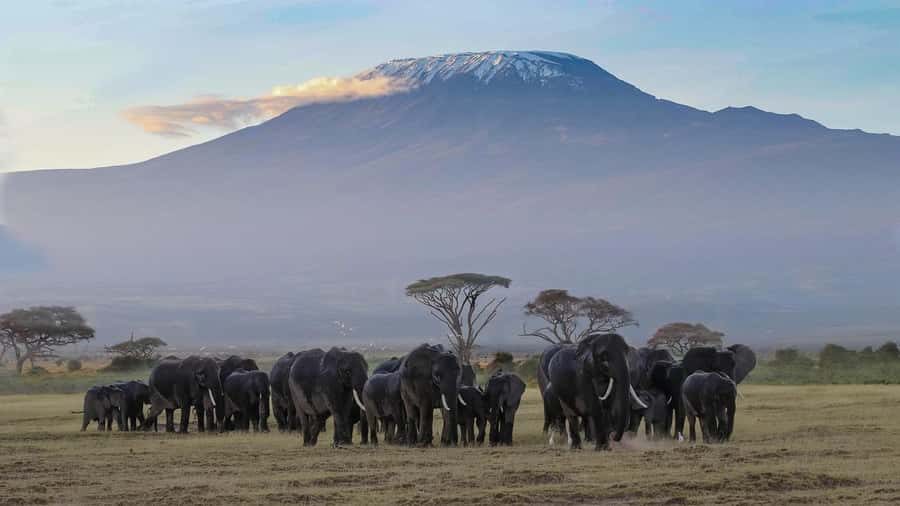 Nairobi: Amboseli National Park Tour & Maasai Village Visit - What the USD 320 price really covers