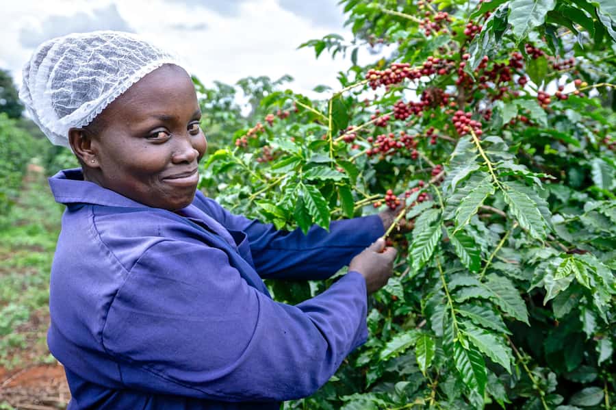 Nairobi: Coffee Factory and Farm Tour with Transfer - The tasting is more than a quick sip