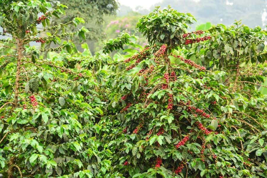 Nairobi: Coffee Factory and Farm Tour with Transfer - What the four-hour schedule really means