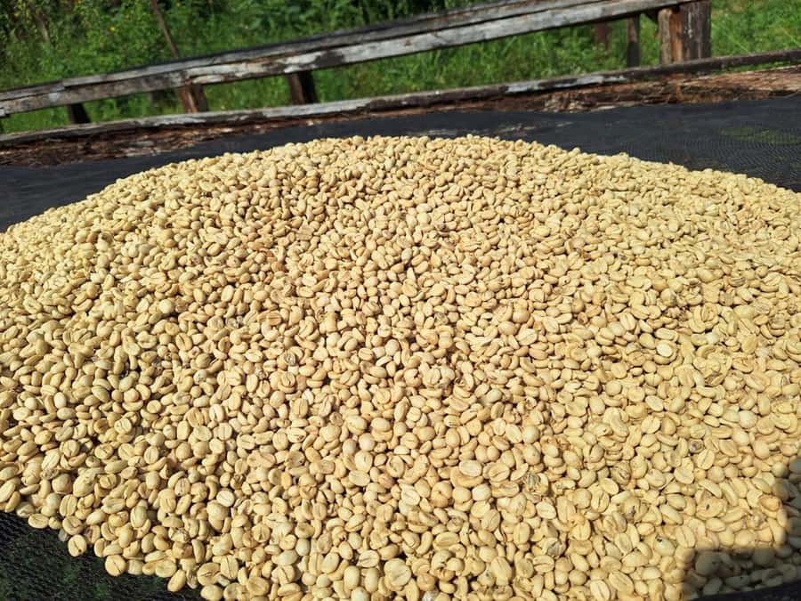 Nairobi: Coffee farm tour with pick up - Inside the processing center, from sorting to grinding