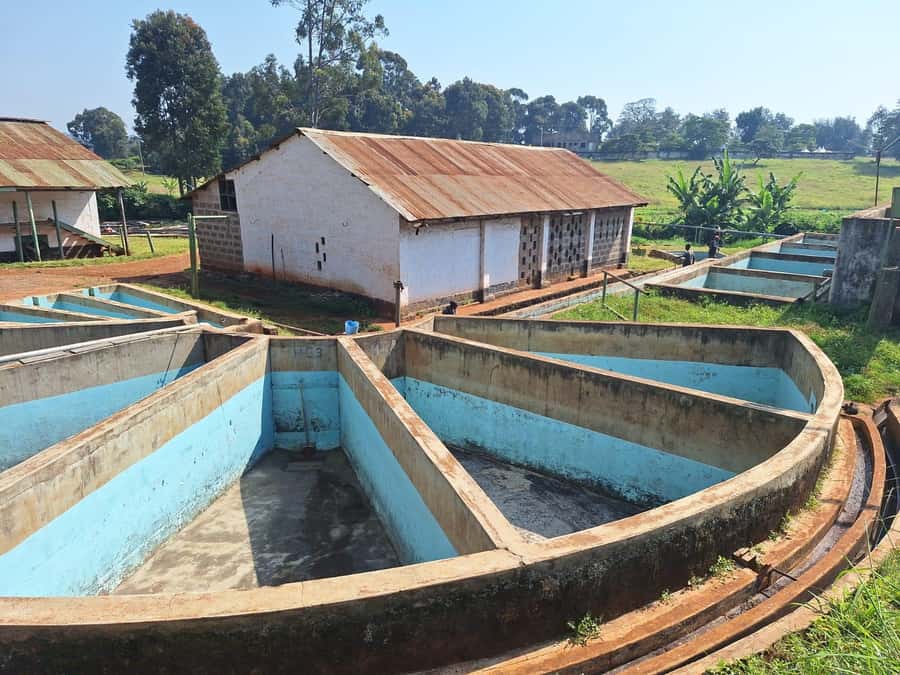 Nairobi: Coffee farm tour with pick up - Patio views and a slower cup of coffee