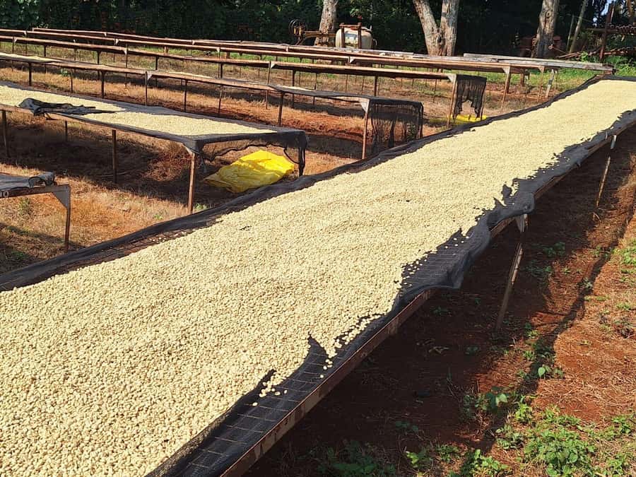 Nairobi: Coffee farm tour with pick up - Should you book the Fairview Estate visit?